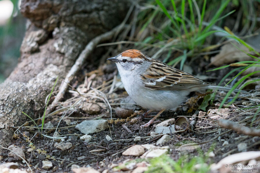 Chipping Sparrowadult