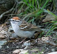 Chipping Sparrow