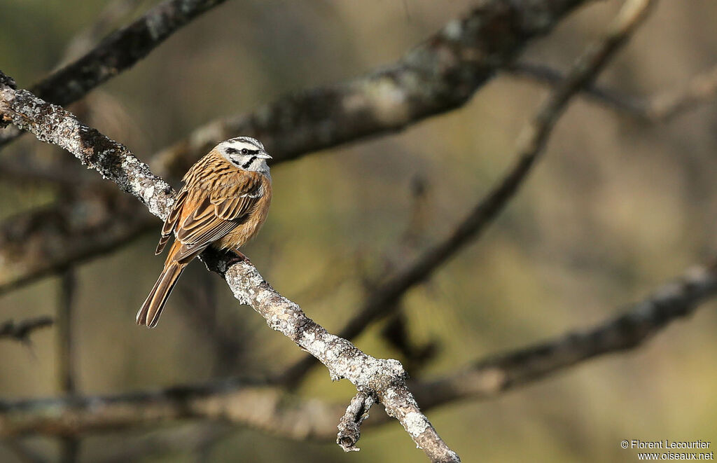 Rock Bunting