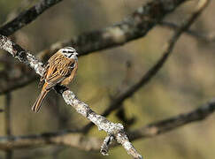 Rock Bunting