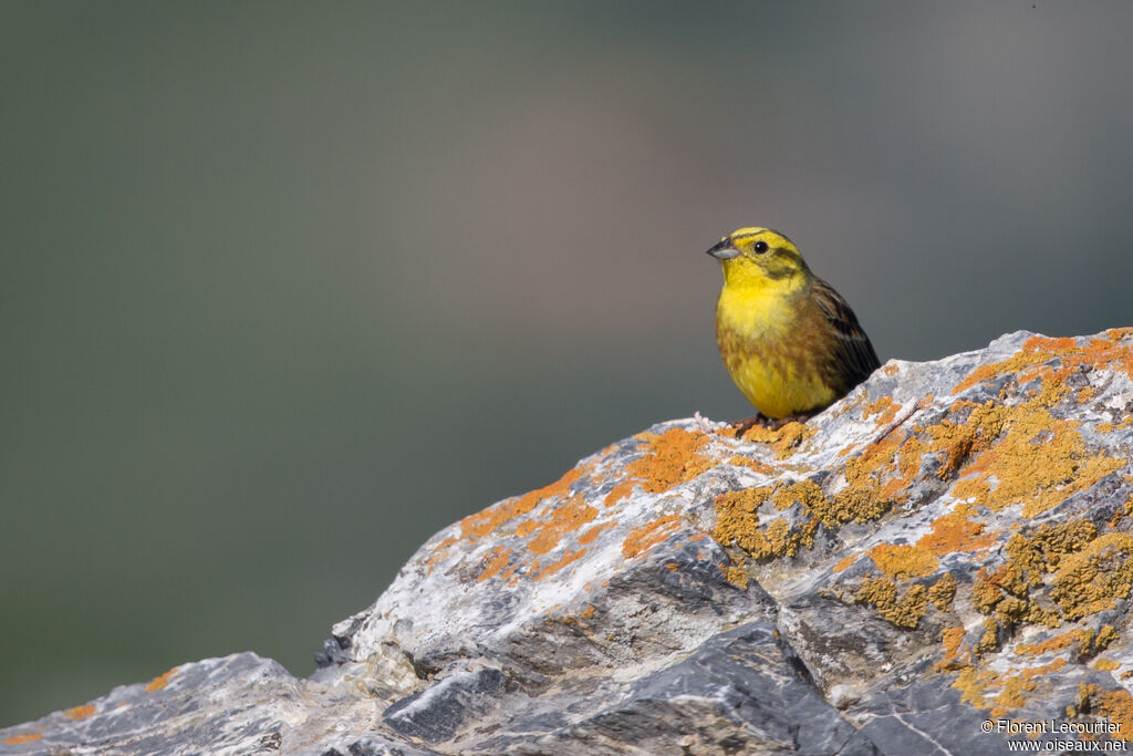 Bruant jaune mâle adulte nuptial