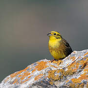 Yellowhammer