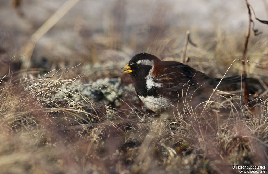 Lapland Longspur