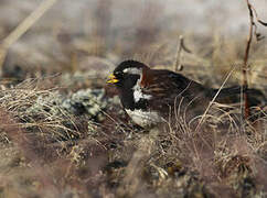 Lapland Longspur