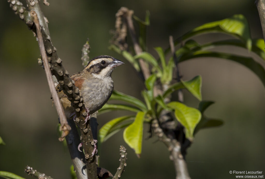 Stripe-headed Sparrow