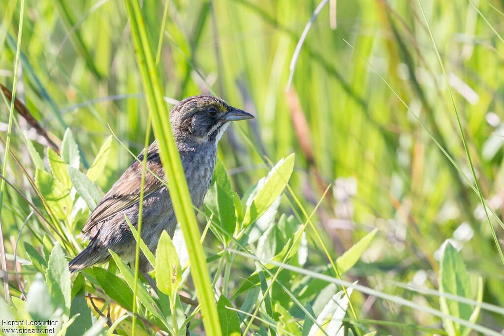 Seaside Sparrow male adult breeding