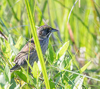 Seaside Sparrow