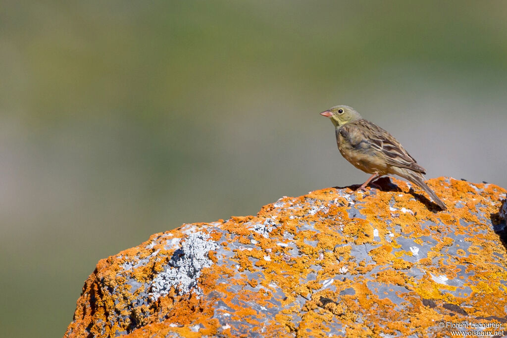 Ortolan Bunting male adult breeding