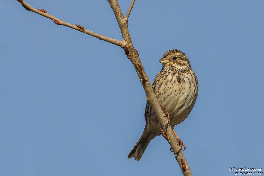 Corn Bunting