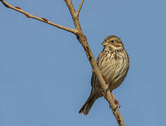 Corn Bunting