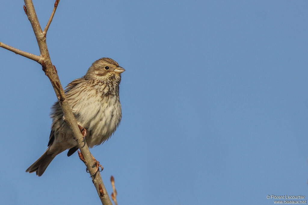 Corn Bunting