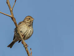 Corn Bunting