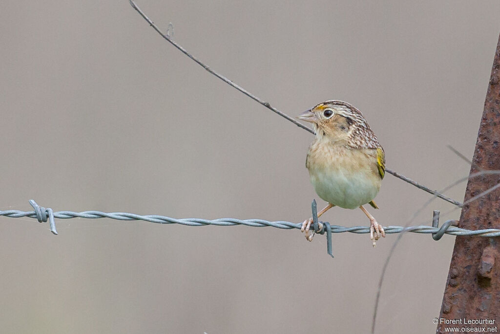 Grasshopper Sparrowadult breeding