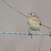 Grasshopper Sparrow