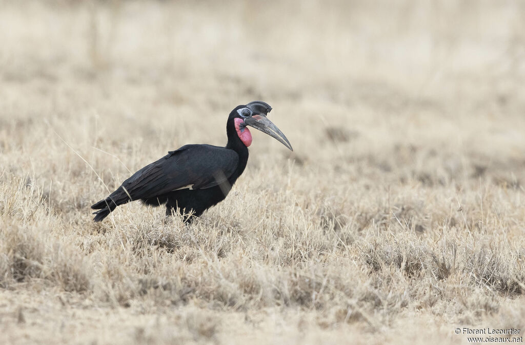 Abyssinian Ground Hornbill male adult