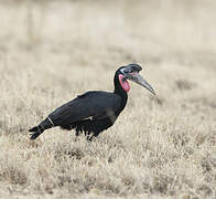 Abyssinian Ground Hornbill