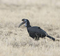 Abyssinian Ground Hornbill