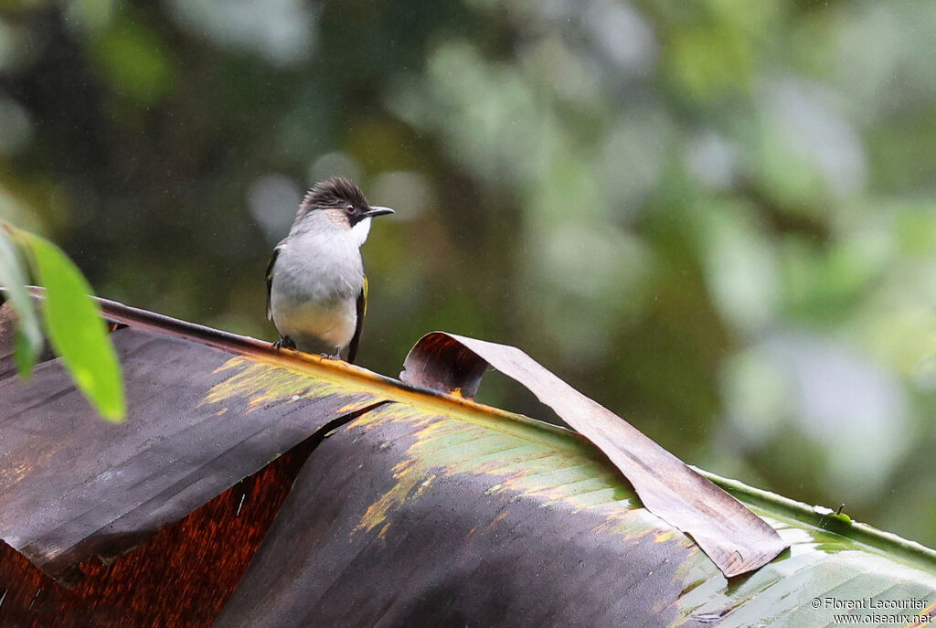 Bulbul à ailes vertes