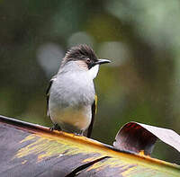 Bulbul à ailes vertes