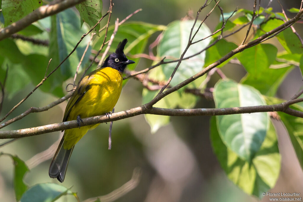 Black-crested Bulbuladult