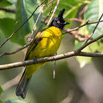 Bulbul à huppe noire