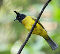 Bulbul à huppe noire
