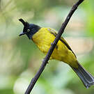 Bulbul à huppe noire