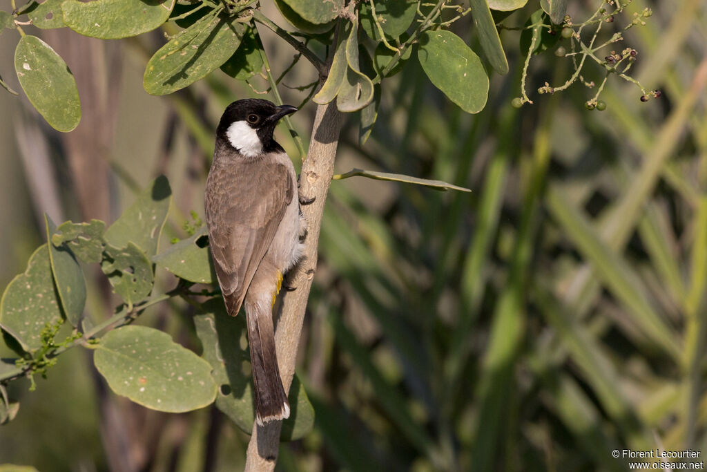 White-eared Bulbul