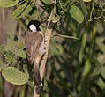 Bulbul à oreillons blancs