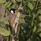 Bulbul à oreillons blancs