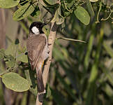 Bulbul à oreillons blancs