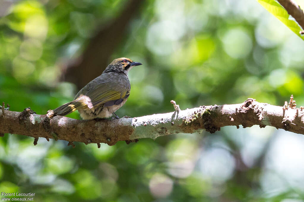 Straw-headed Bulbuladult