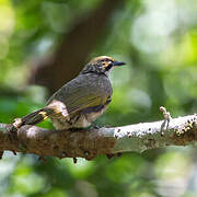 Bulbul à tête jaune