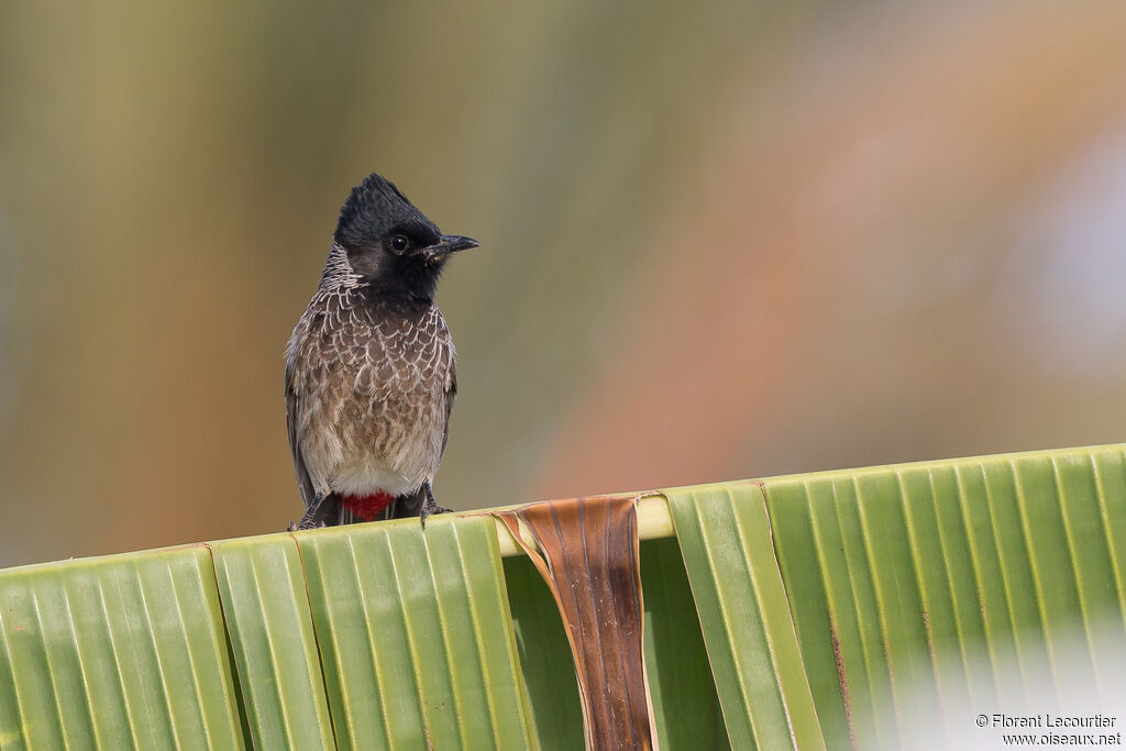 Bulbul à ventre rouge