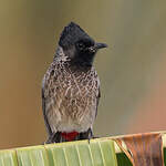 Bulbul à ventre rouge