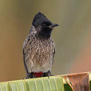 Bulbul à ventre rouge