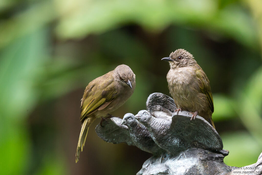 Bulbul aux ailes olive