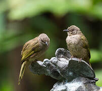 Olive-winged Bulbul