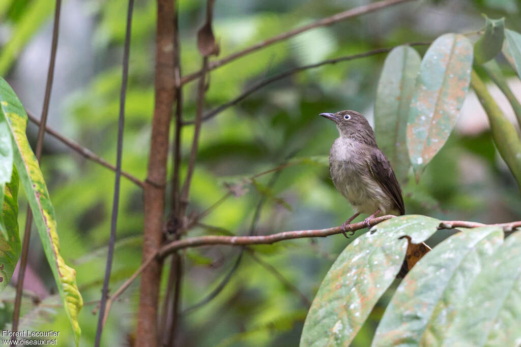 Bulbul aux yeux blancsadulte, habitat