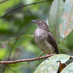 Bulbul aux yeux blancs