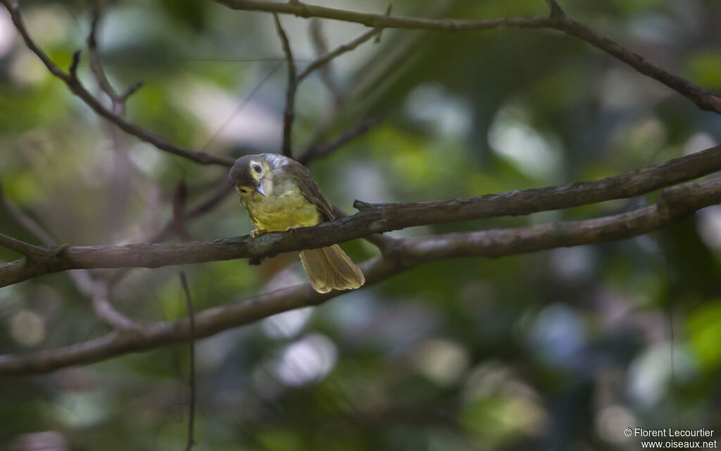 Hairy-backed Bulbul