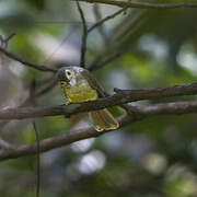 Hairy-backed Bulbul