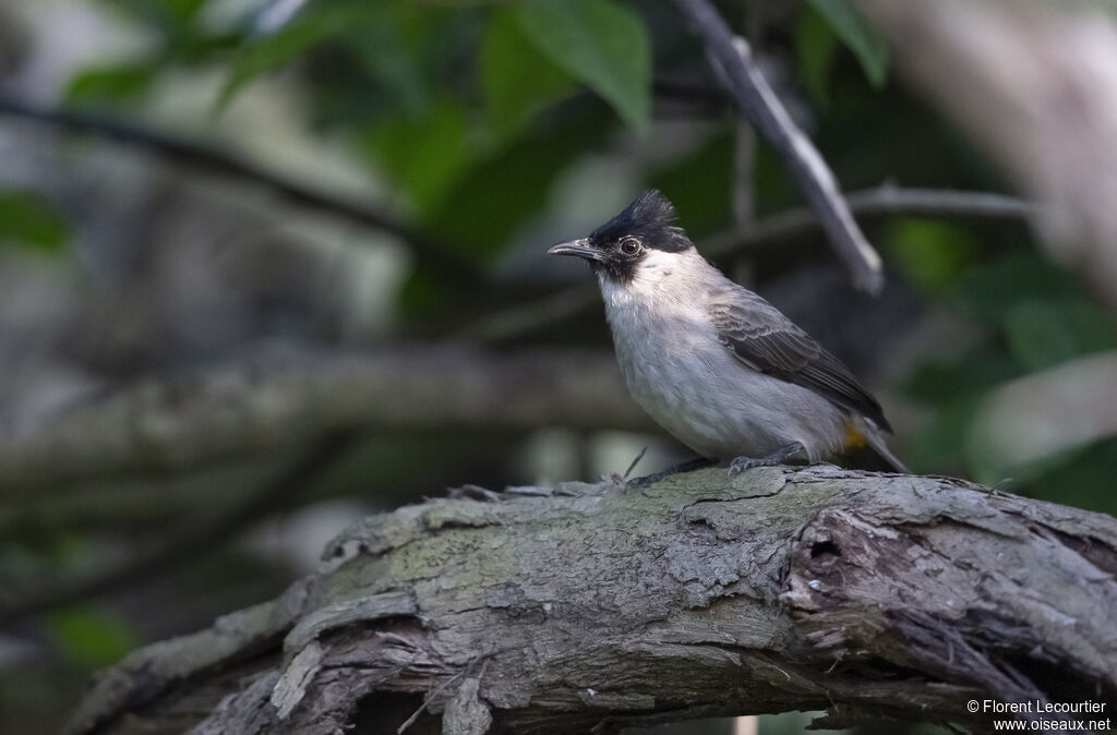 Bulbul cul-d'or