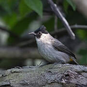 Sooty-headed Bulbul