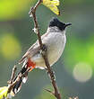 Bulbul cul-d'or