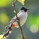 Bulbul cul-d'or