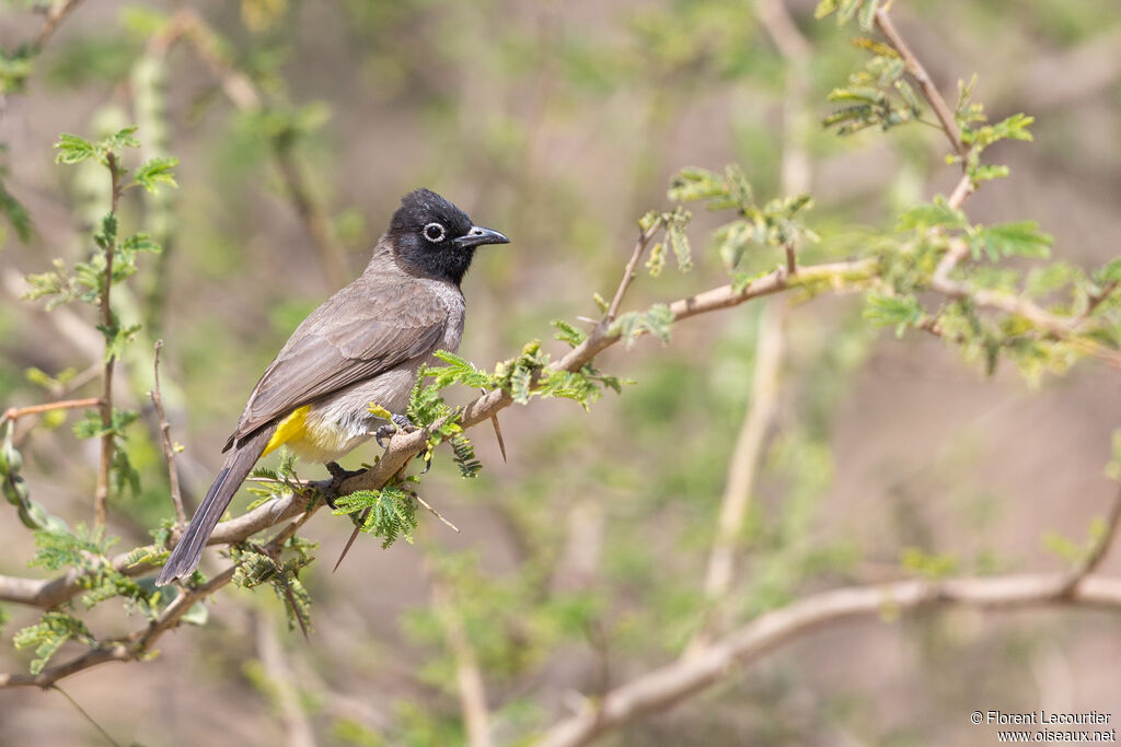 Bulbul d'Arabie