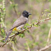 White-spectacled Bulbul