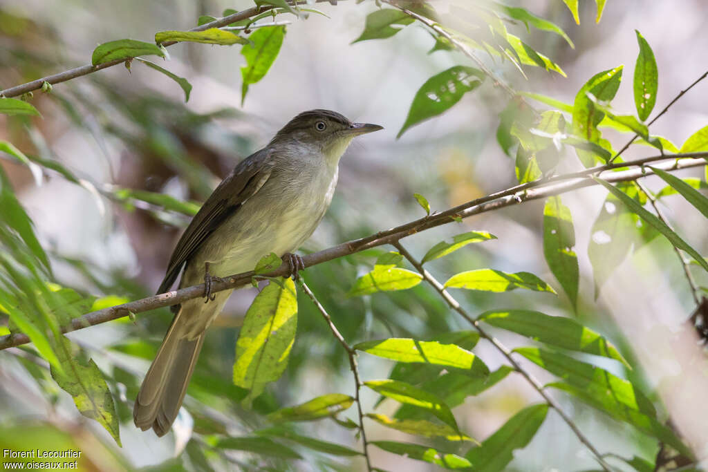 Buff-vented Bulbul, identification