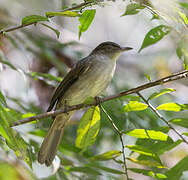 Buff-vented Bulbul